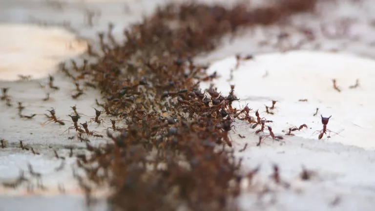 Colony of red ants on the move, ant control in Monroe, LA