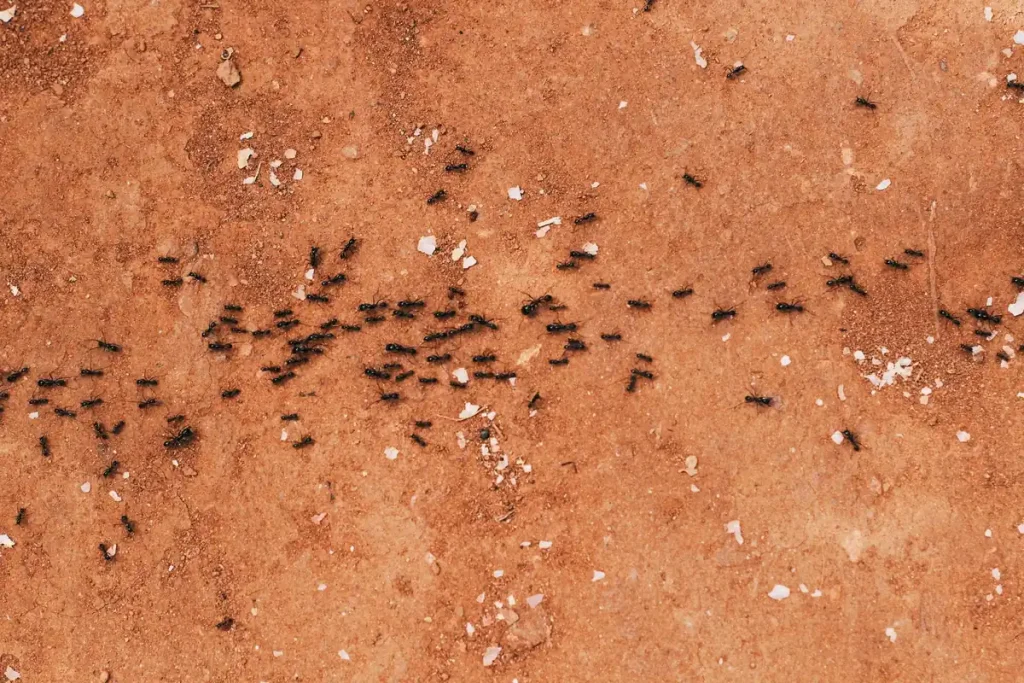 Trail of black ants on bare soil near a home foundation