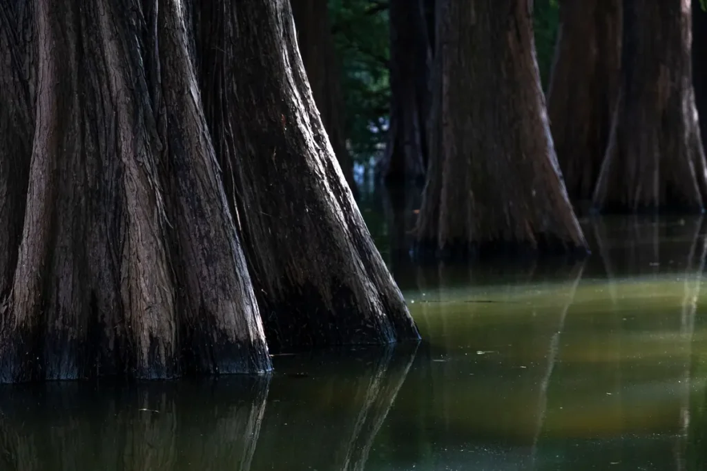 Standing water among cypress trunks where mosquitoes breed