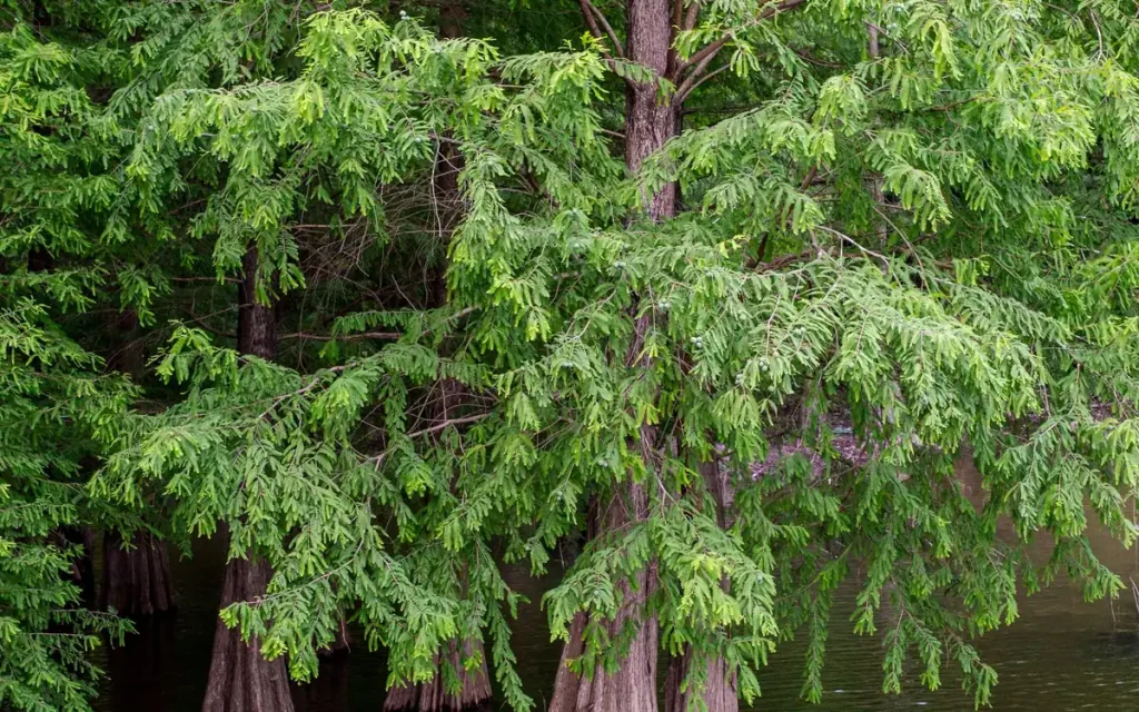 Cypress trees along the lake near Farmerville
