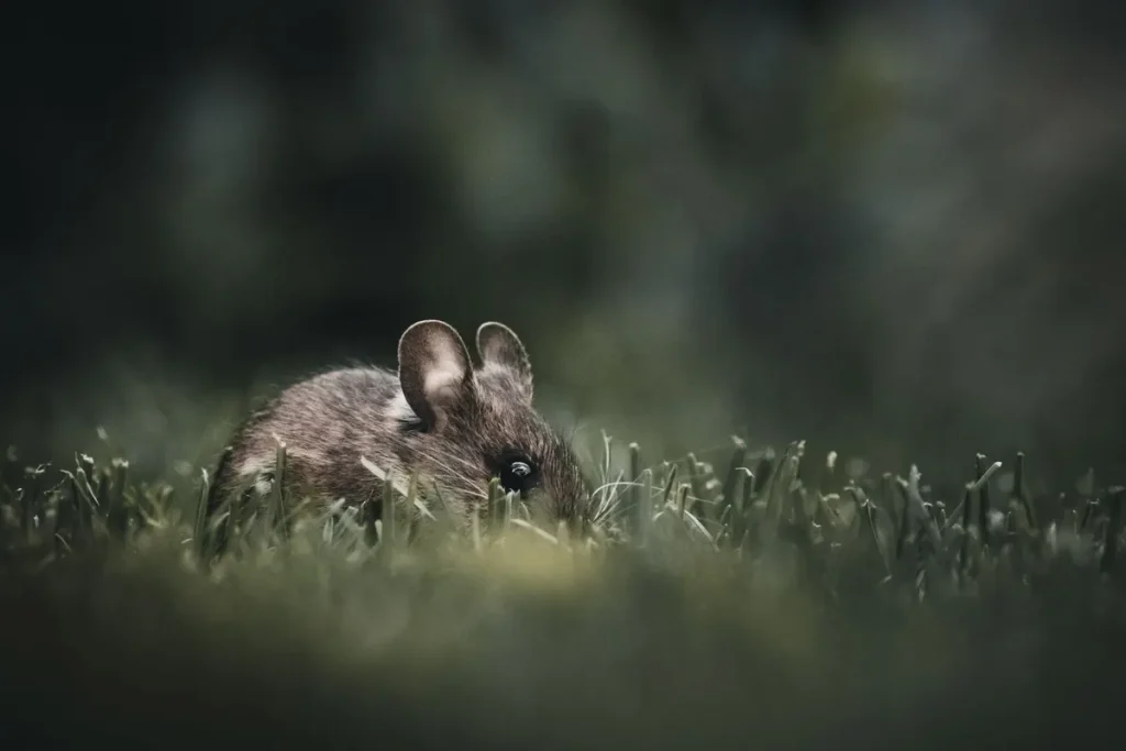 Field mouse in tall grass near a yard