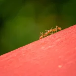 Ant on a red surface