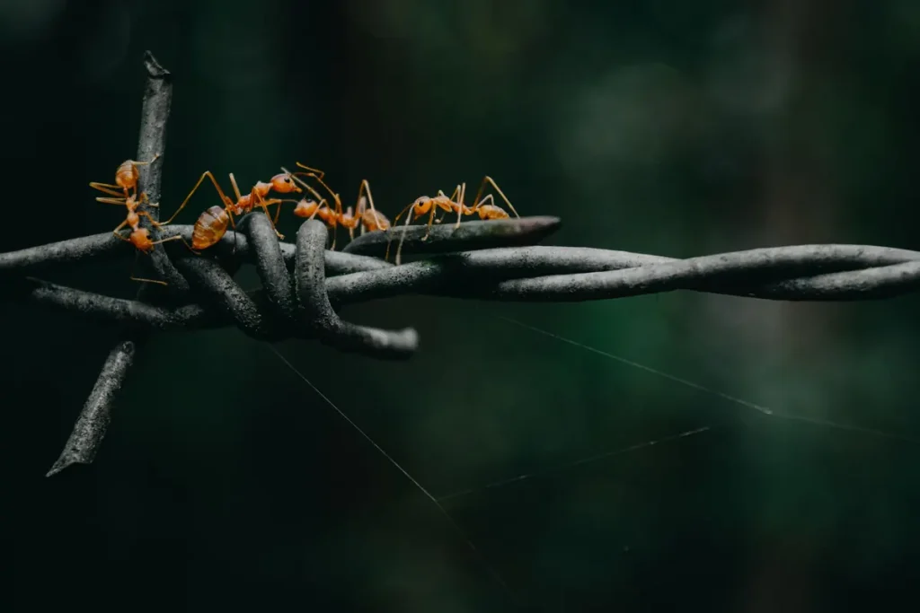 Ants crossing a wire fence, ant treatment around the yard