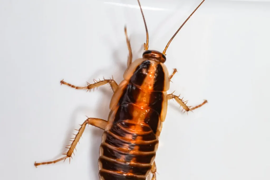 Close-up of a cockroach on a white wall