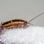 German cockroach feeding on spilled sugar