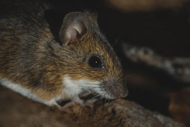How to Keep Mice and Rats Out of Your Home This Winter