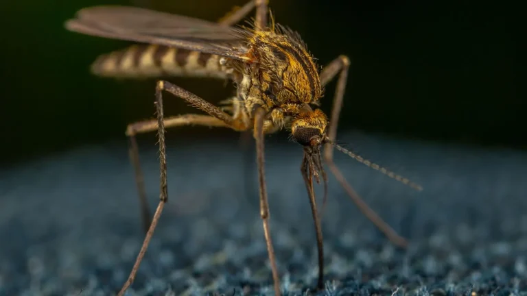 Mosquito resting on fabric, mosquito control in Monroe, LA