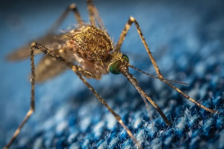Mosquito Season in Monroe: How to Take Back Your Yard