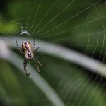 Spider in an orb web