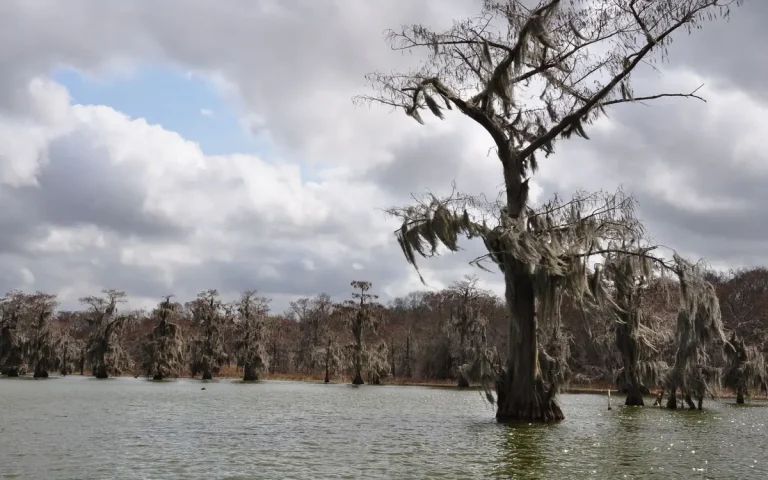 Cypress trees in the water of Lake D'Arbonne near Farmerville, LA