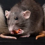 Gray rat feeding