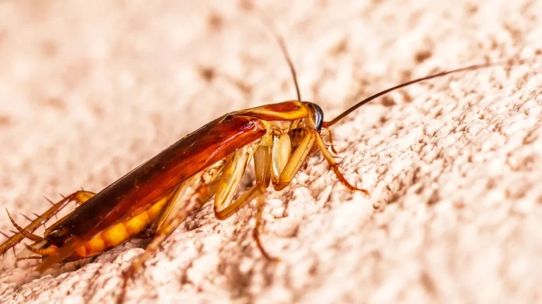 Cockroach on a textured surface, roach control in Monroe, LA