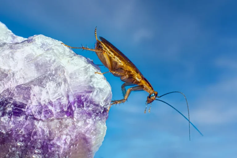 American vs. German Cockroaches: Why It Matters