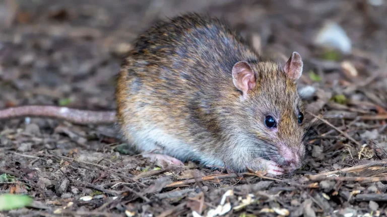 Brown rat foraging on mulch, rodent control in Monroe, LA