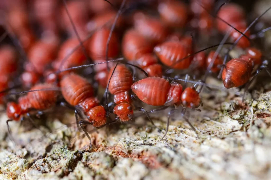 Close-up of a subterranean termite colony