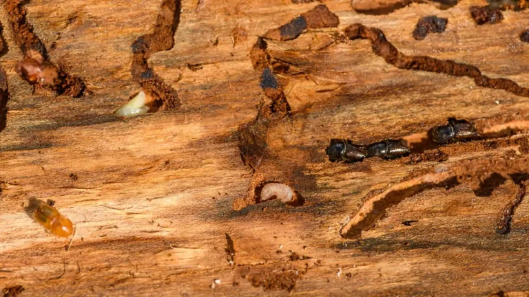 Subterranean termites and galleries in damaged wood, termite control in Monroe, LA