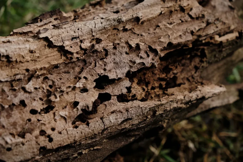 Weathered wood riddled with insect damage
