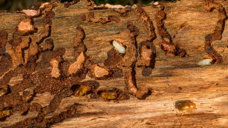 Wood galleries left by wood-destroying insects, termite prevention in Monroe