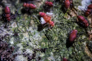 Termite Swarm Season in Northeast Louisiana: What to Do