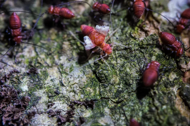 Termite Swarm Season in Northeast Louisiana: What to Do