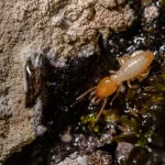 Termite worker on damp wood