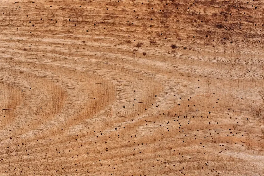 Wood surface with small holes from boring insects