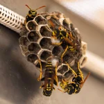 Yellow jacket wasps on a nest